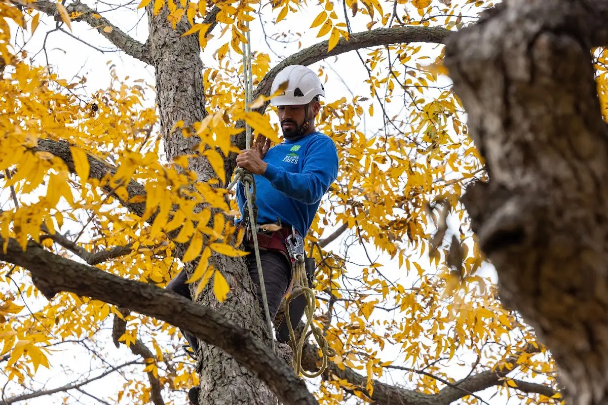 Skilled Tree Transplanting crew working in Vernon